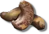 Caju